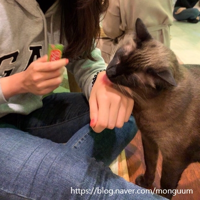 콩볶는야옹이 이미지