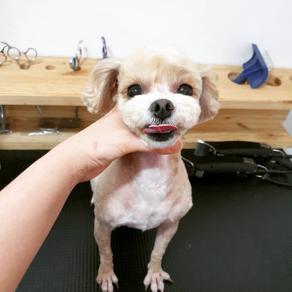 또오개 이미지
