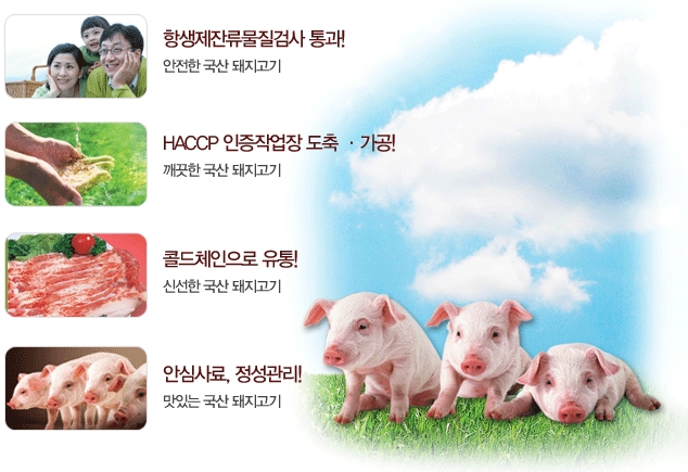 한돈 이미지