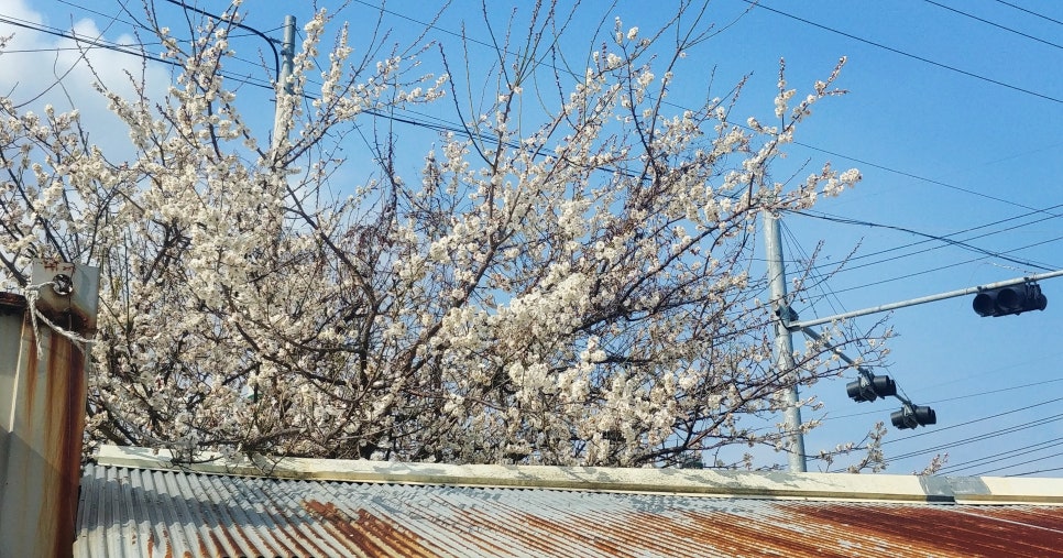 주상별미 이미지