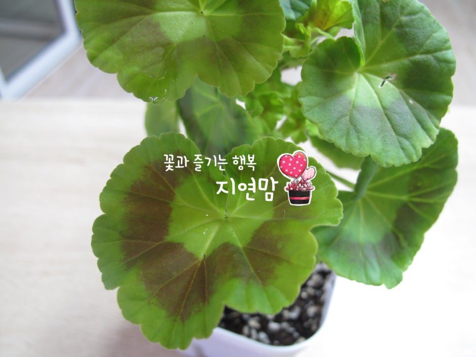골든젬 이미지