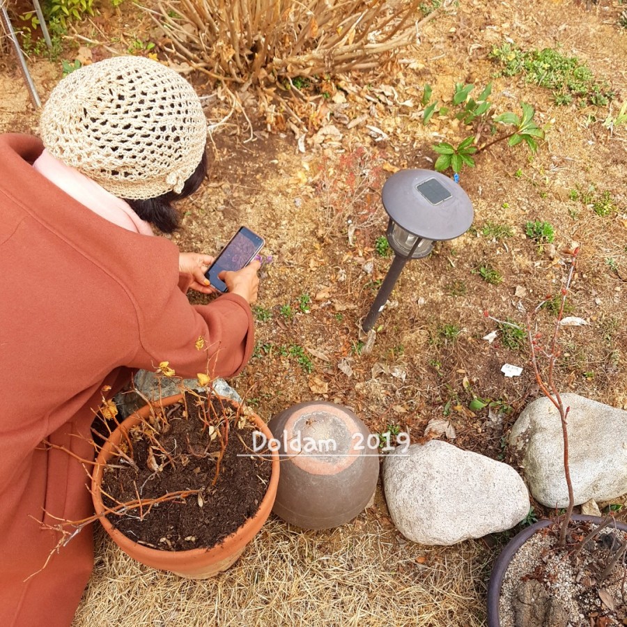 로즈마리의 꽃밭에서 이미지