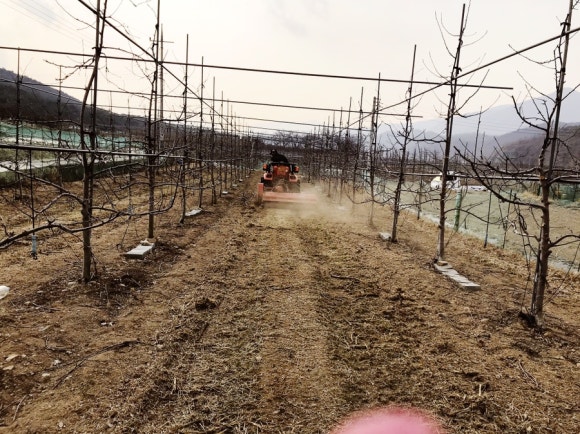 오후5시;사과밭 이미지
