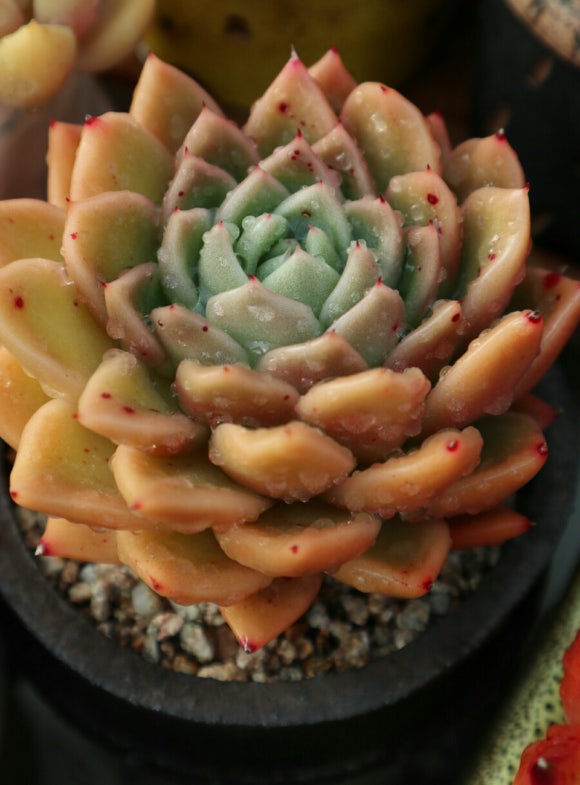 수연슈퍼 이미지