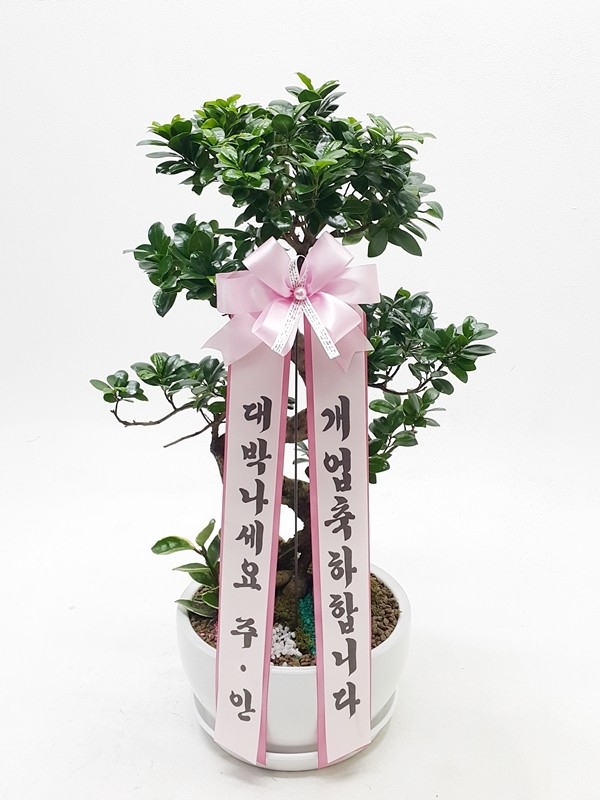 해오름분재 이미지