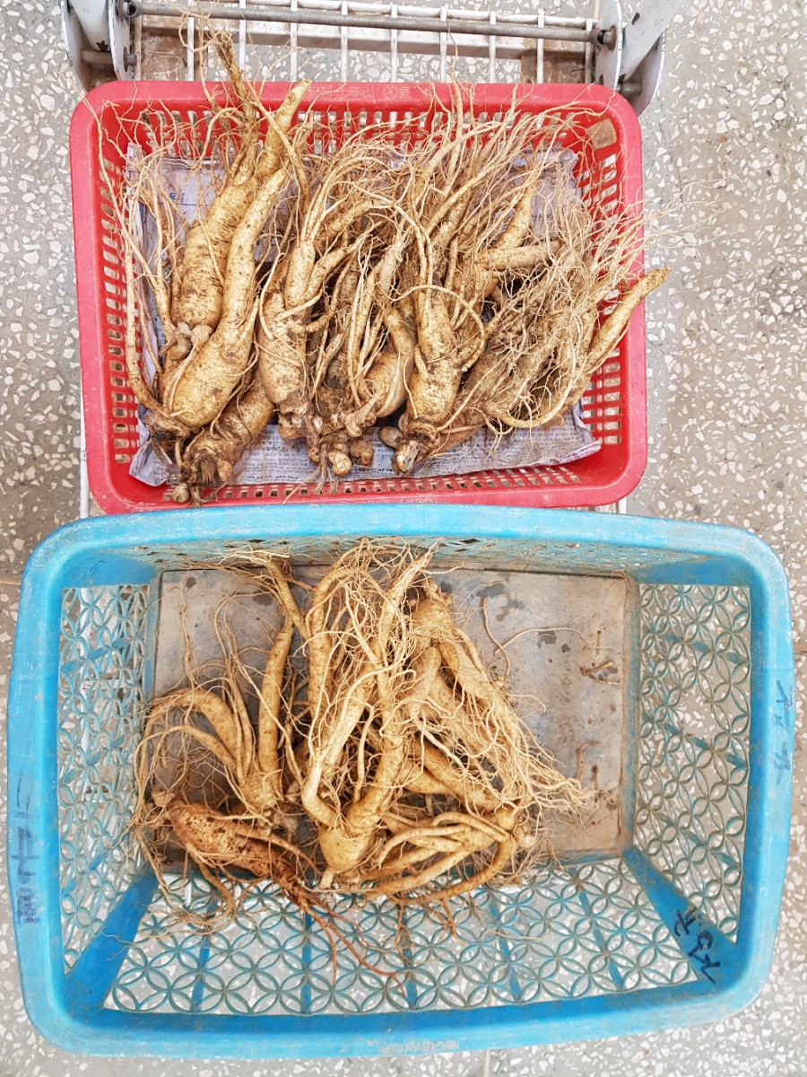 고려인삼쎈타 이미지