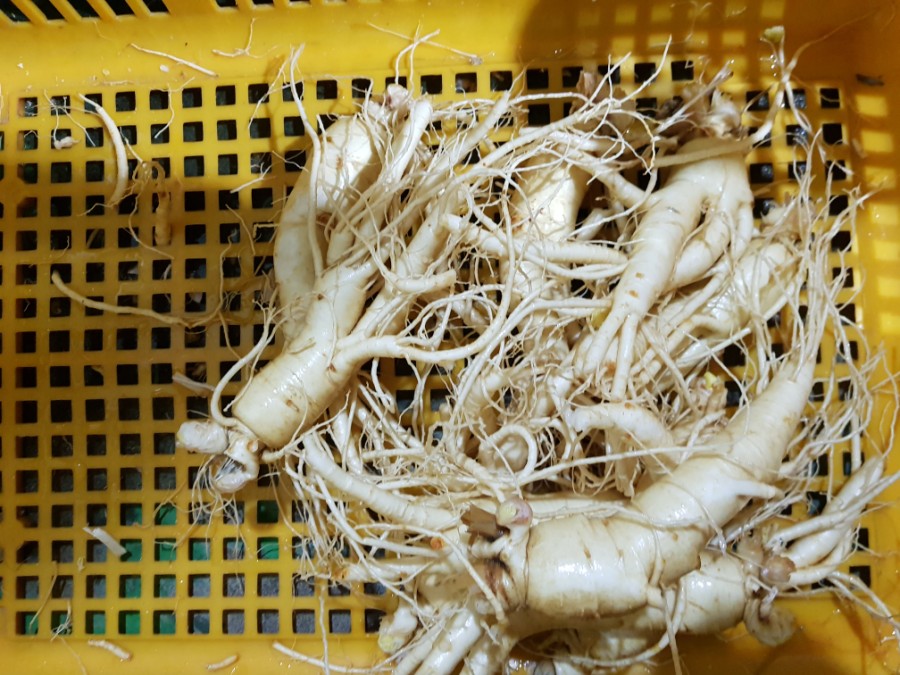 강화고려인삼영농조합법인 이미지