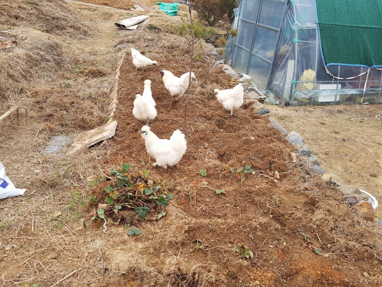 막걸리학교 이미지
