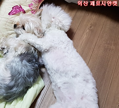 블리스캣 이미지