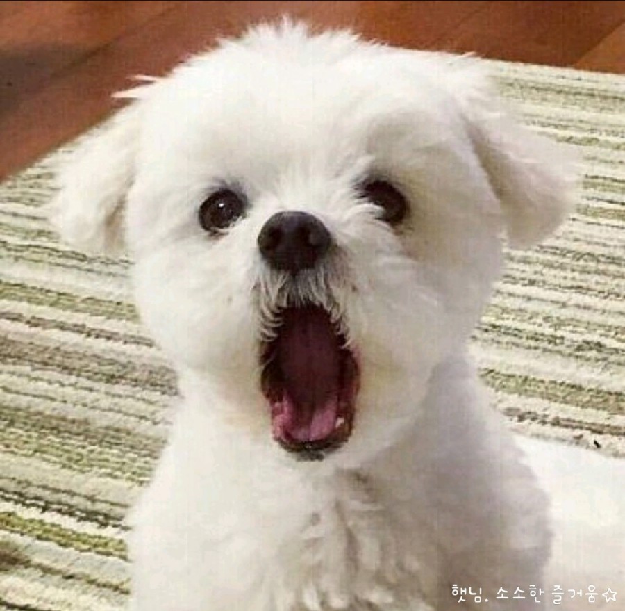 신디스튜디오 이미지