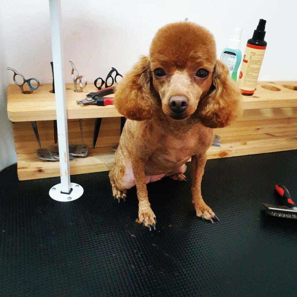또오개 이미지