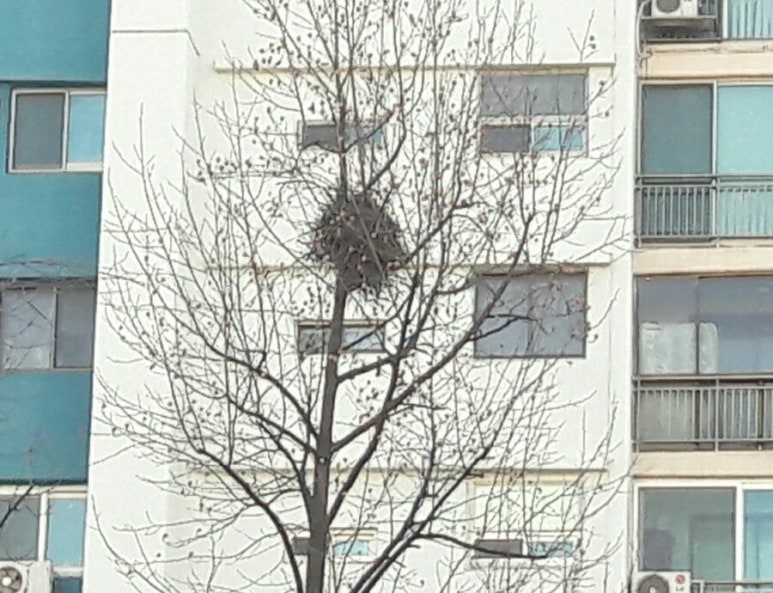 예빛파출넷 이미지