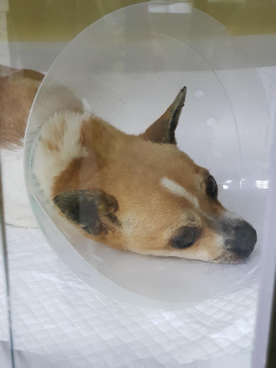 마리농장 이미지
