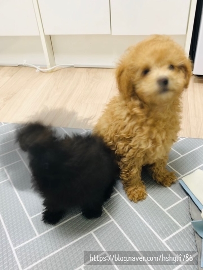 바운스라이브 이미지