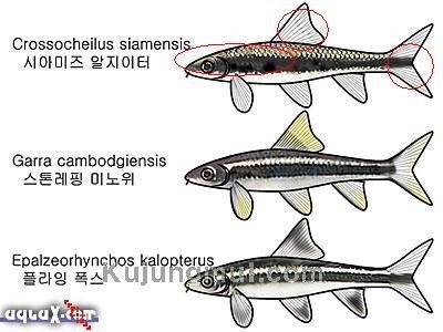 시아스톤 이미지