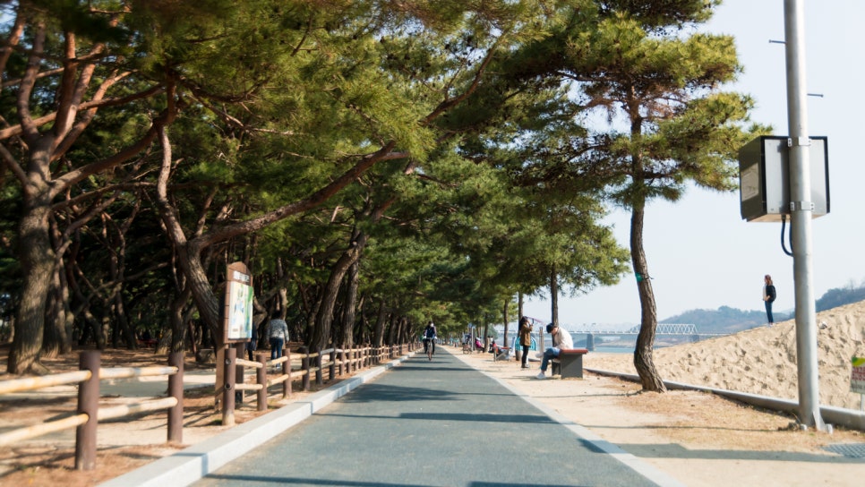 송림(松林) 이미지