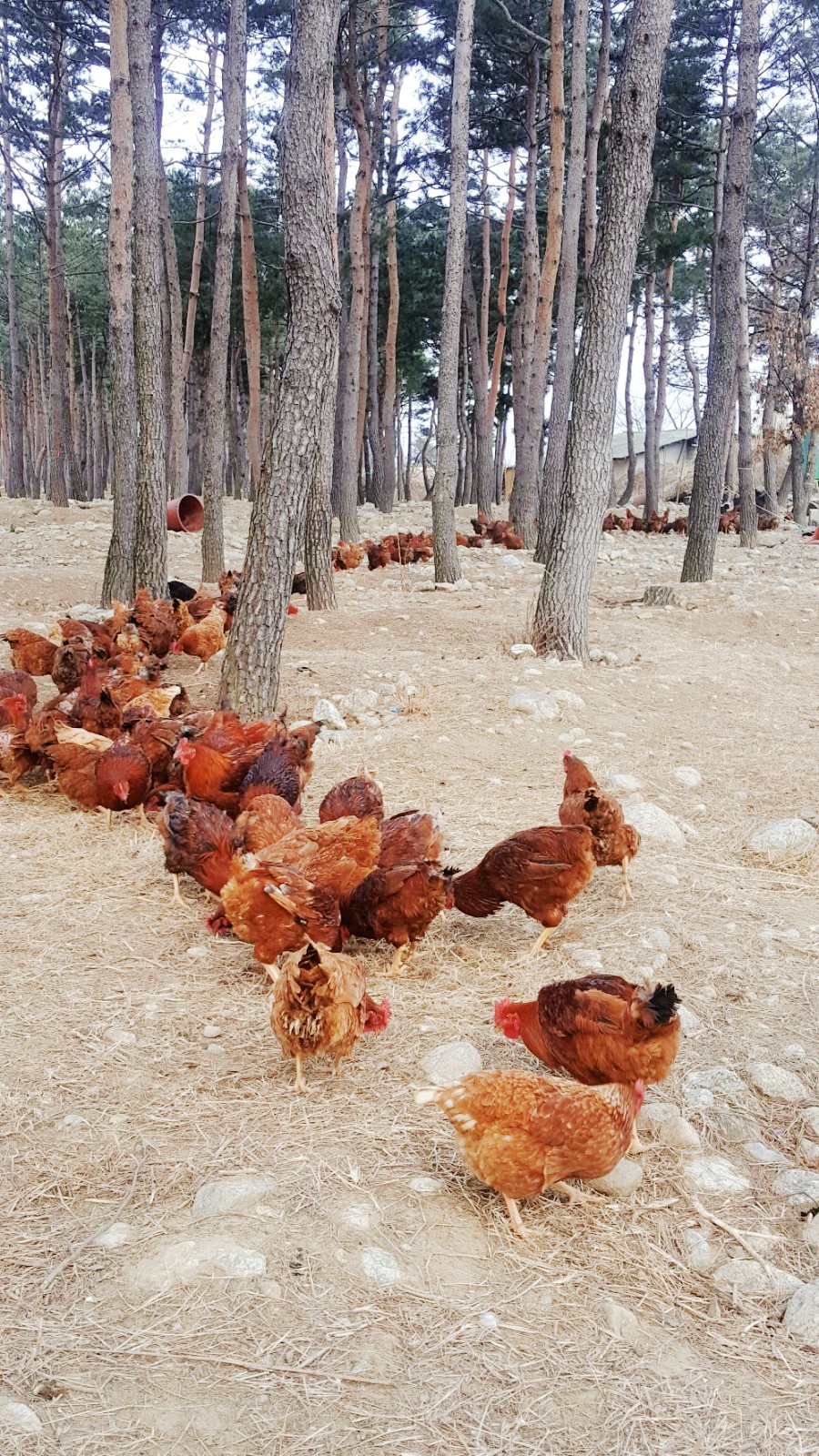산속에토종닭 이미지