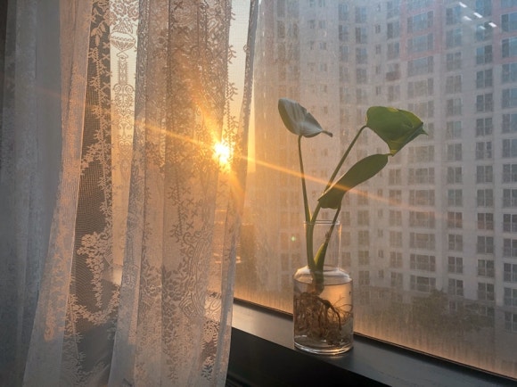 가르송플랜트 이미지