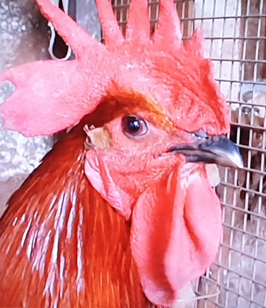 백조노래방 이미지