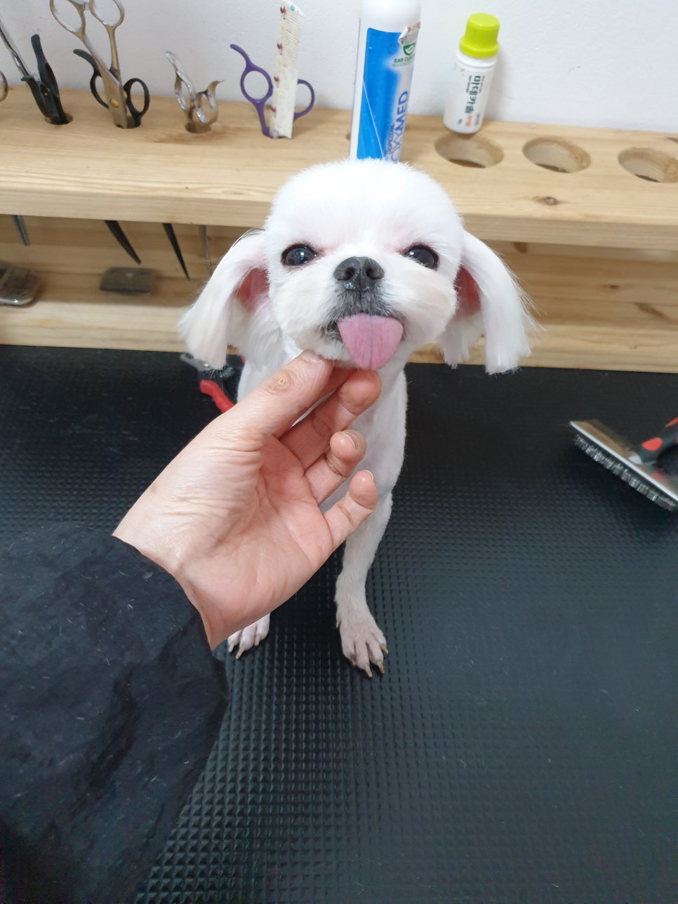 또오개 이미지