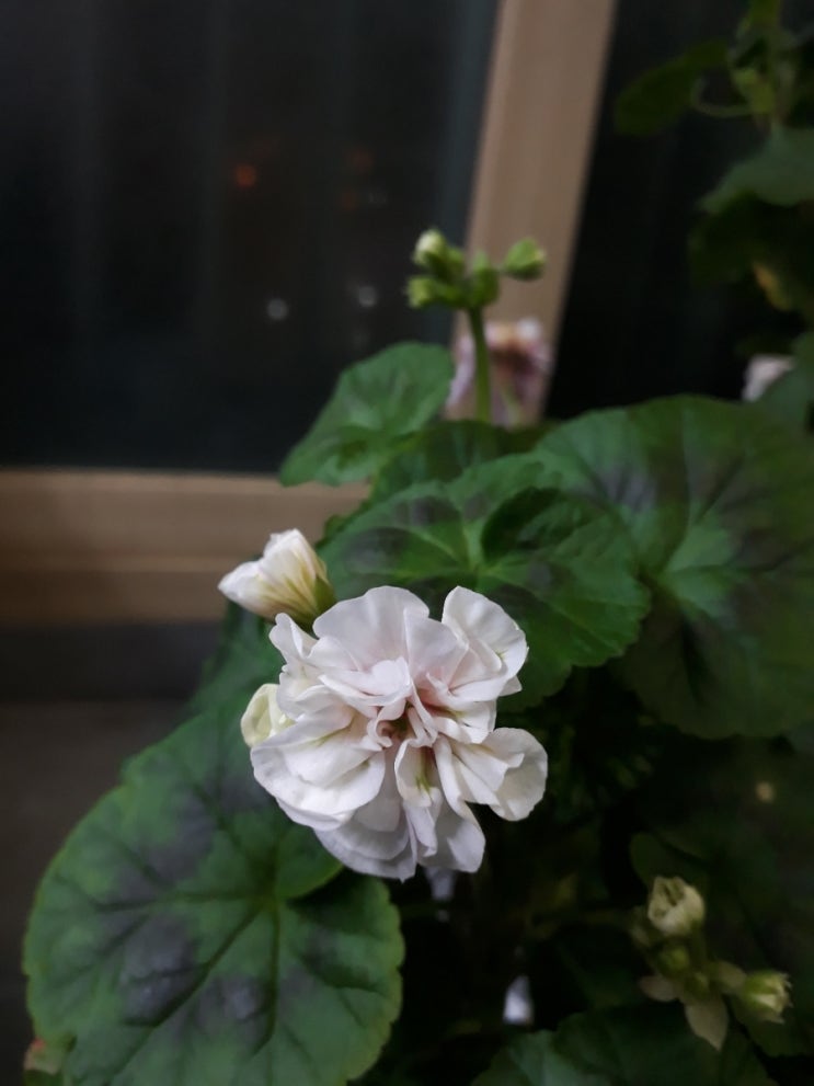 마담리 이미지