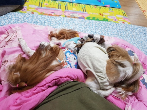 자자린 이미지