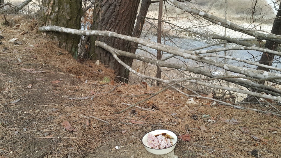 하늘표고버섯 이미지