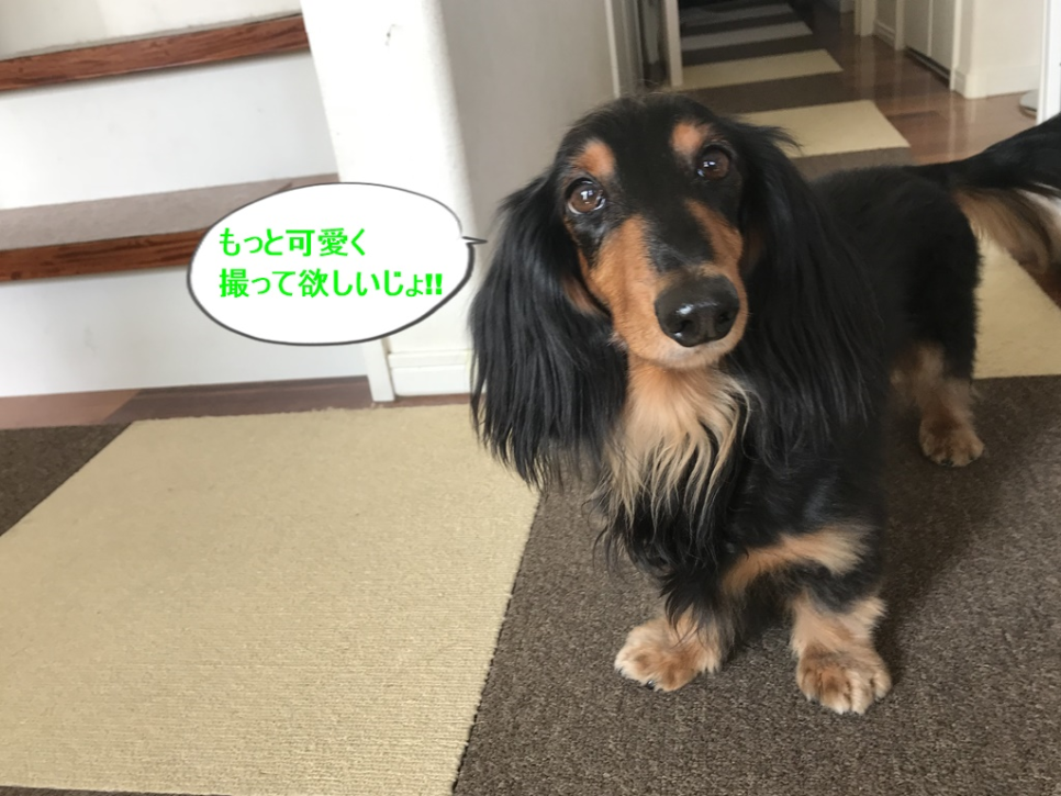 라임헤어 이미지