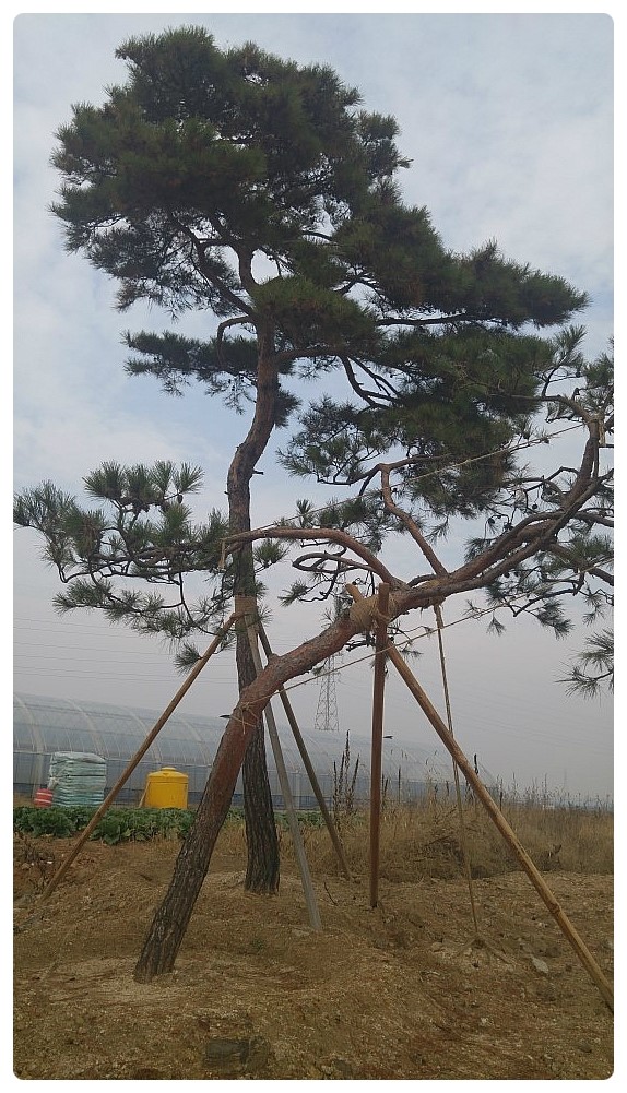 푸른조경 이미지
