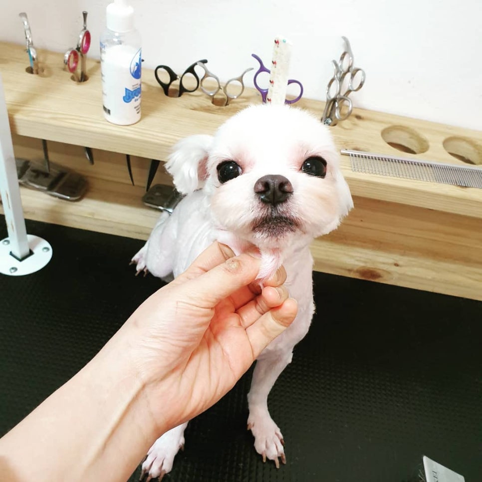 또오개 이미지