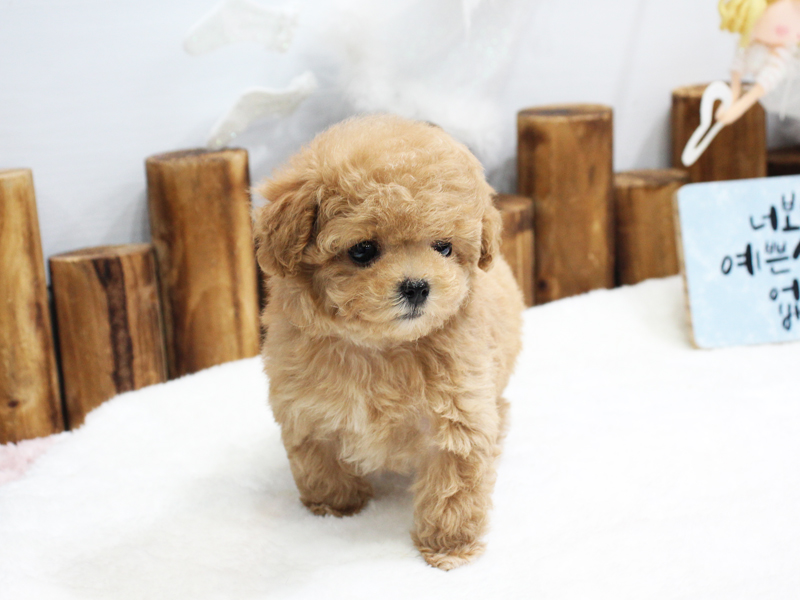 힘쎈호랑이 이미지