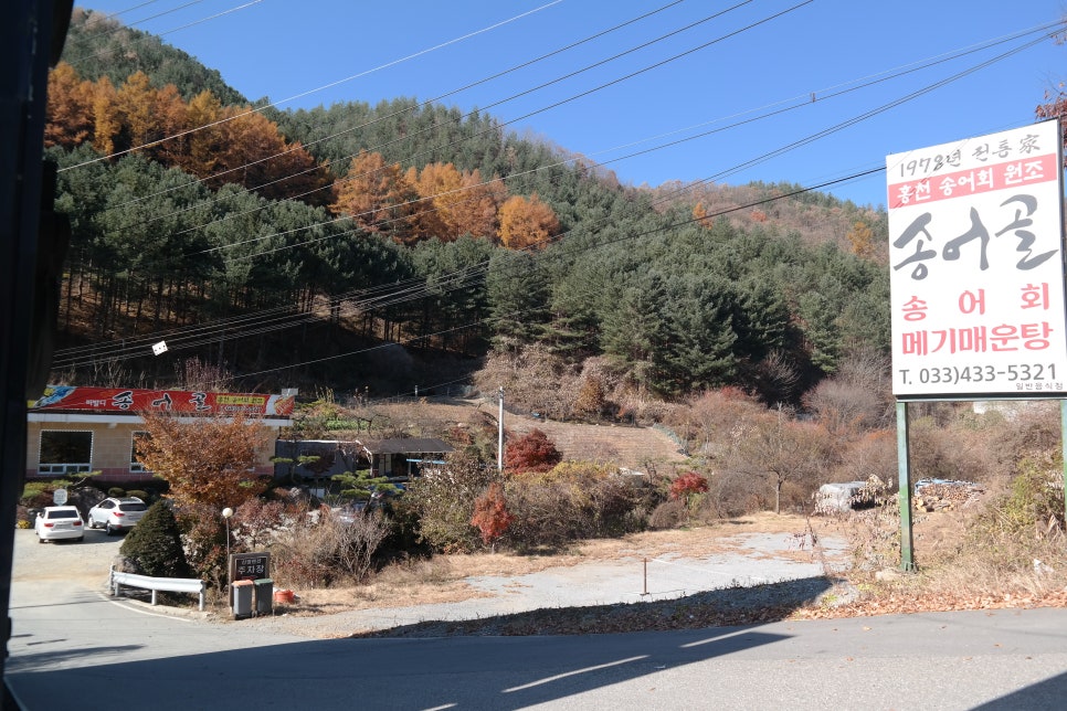 비발디송어골 이미지