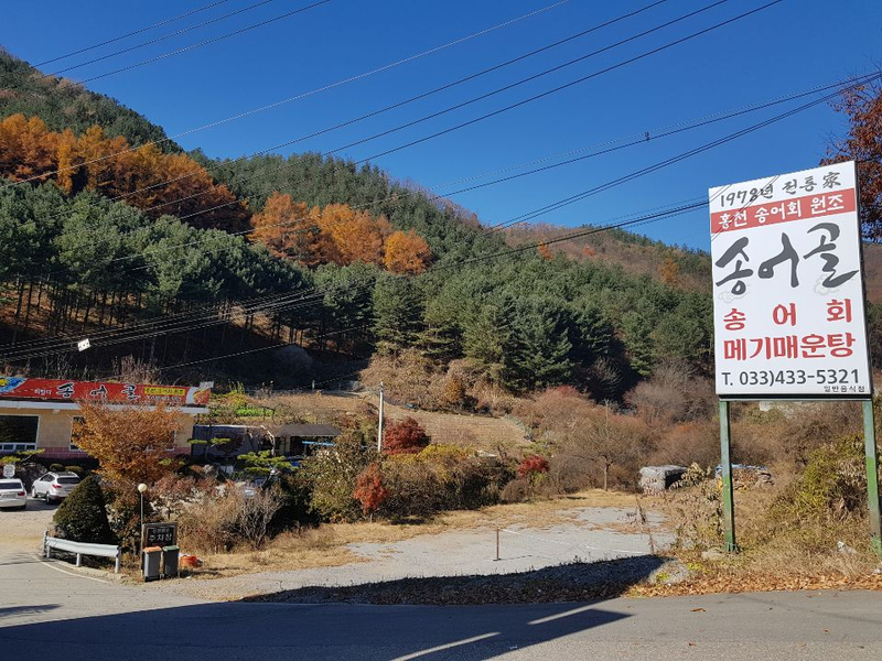 비발디송어골 이미지