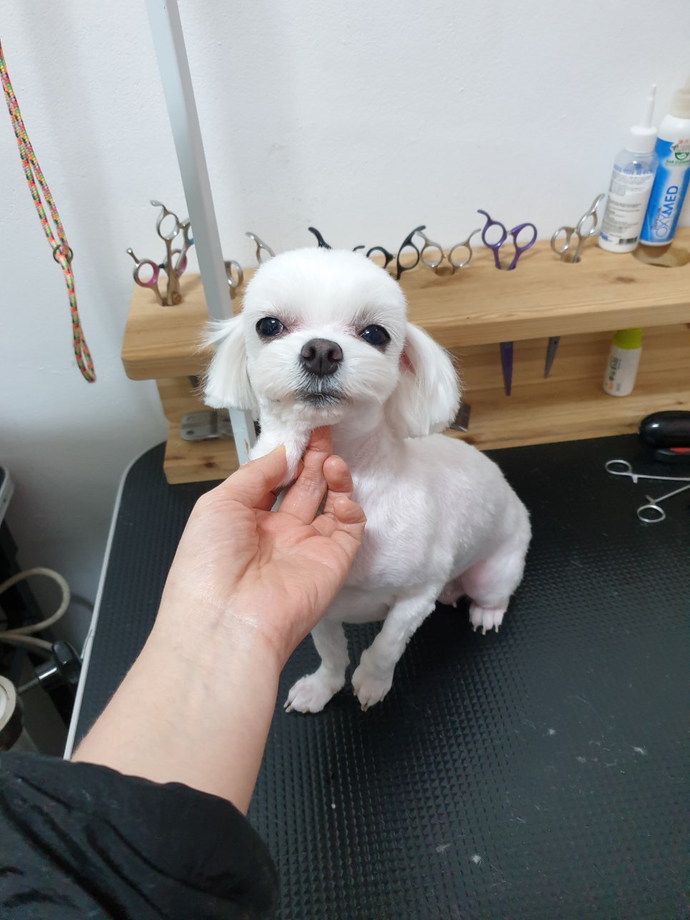 또오개 이미지