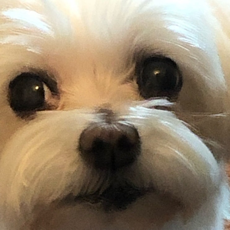 몽실이 이미지