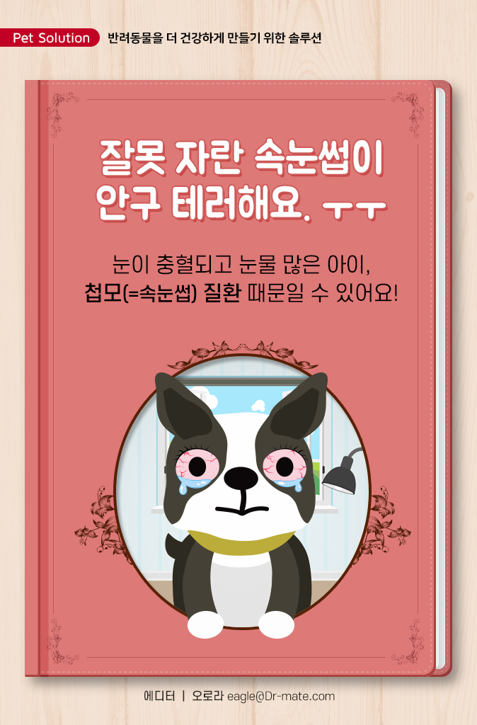고양이속눈썹 이미지