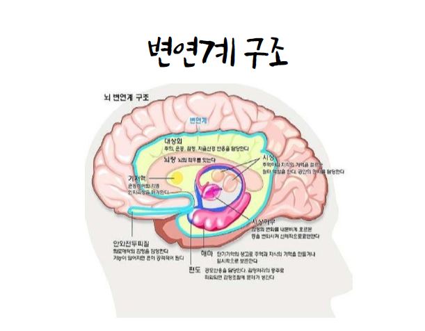 브로드만영역,기저핵,변연계 구조 및 기능 : 네이버 블로그
