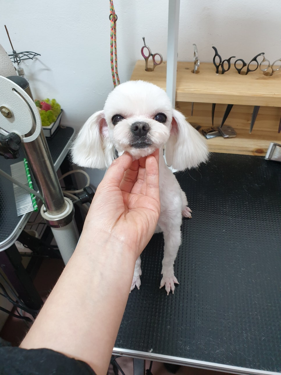 또오개 이미지