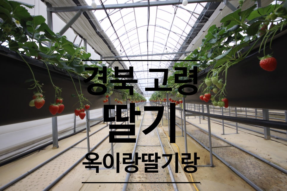 다산딸기수출 이미지