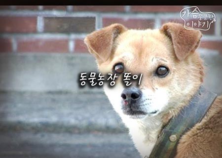 동물농장 이미지