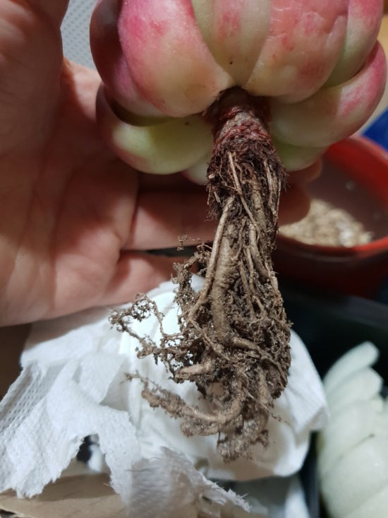호산나꽃다육 이미지