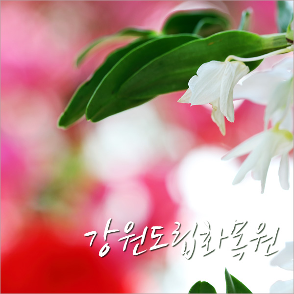 강원꽃식물원 이미지