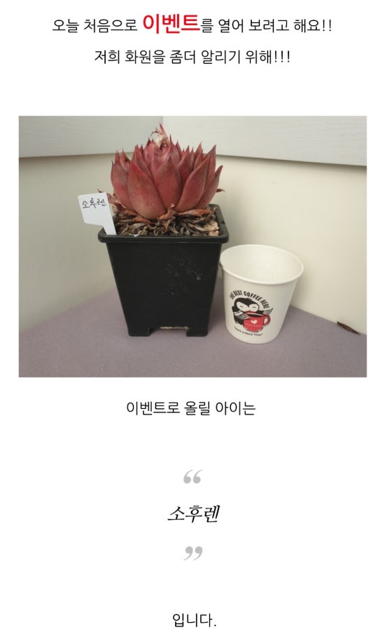 호산나꽃다육 이미지