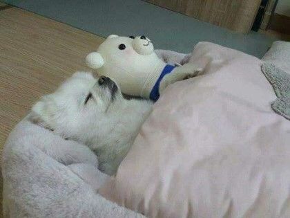 배가족발 이미지
