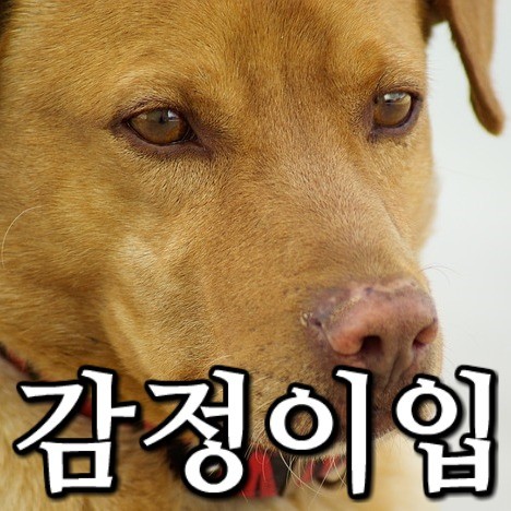 유가네왕착한족발 이미지