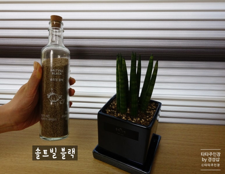 솔트빌 이미지