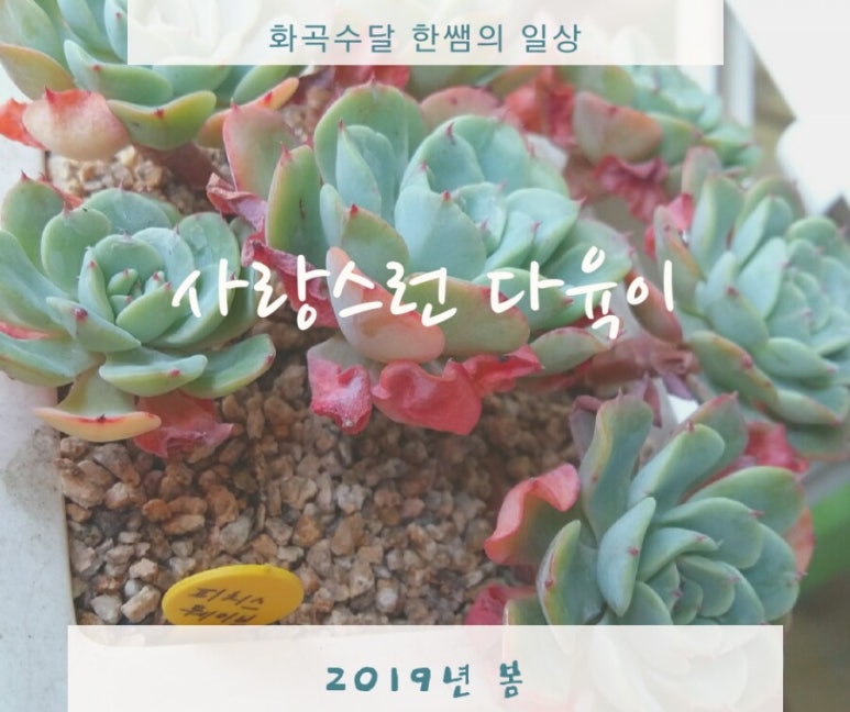 이천시민다육 이미지