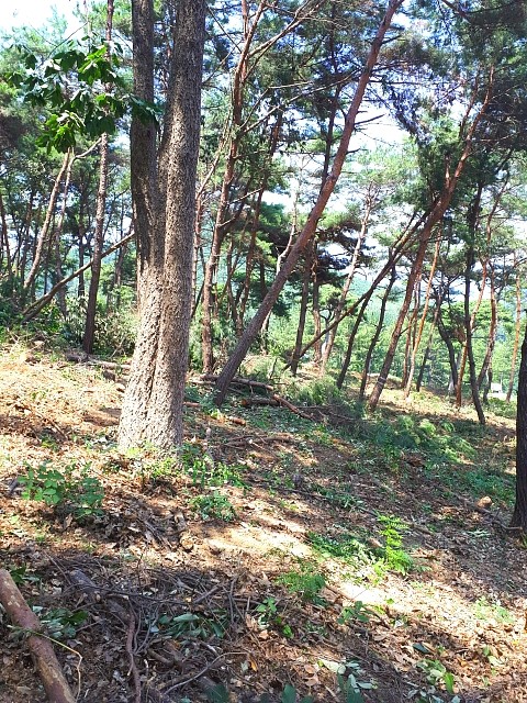 쓰러진 고사목 이미지