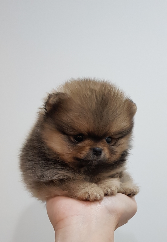 오렌지샵 이미지