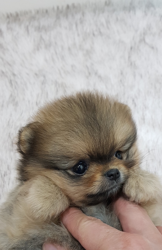 오렌지샵 이미지